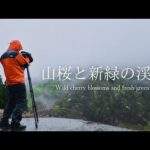 【春の風景写真】雨・雪降る山桜と新緑の渓谷｜Nature photography Vlog Japan spring season